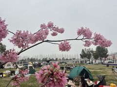 -金卉庄园
