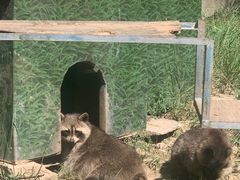 -青藏高原野生动物园