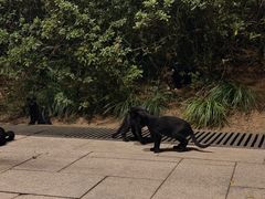 -九龙公园