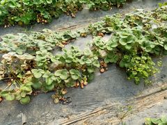 -万源龙顺度假庄园生态观光园