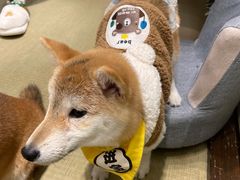 -逗柴咖啡屋·狗咖猫咖宠物桌游