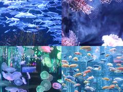 -正佳极地海洋世界