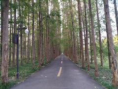 -黄海国家森林公园