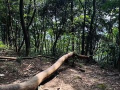 -黄埔油麻山森林公园