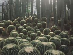 -南山植物园