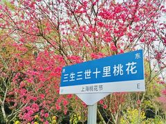 -南汇桃花村
