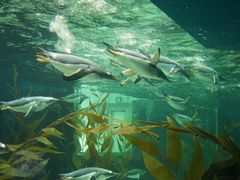 -悉尼海洋生物水族馆