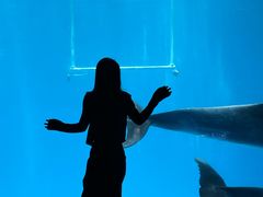 -海合安成都极地海洋公园