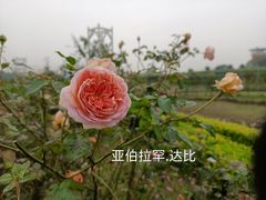 -花博汇(知音花月夜)
