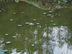 -深圳仙湖植物园