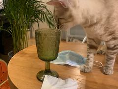-Cappucimeow猫咪咖啡馆(韦伯时代店)