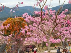 -天适樱花悠乐园