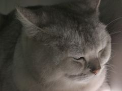 -猫儿山۰猫主题餐厅