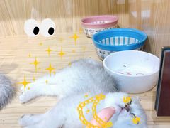 -屋虎猫馆(宝安大仟里店)