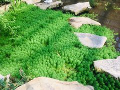 -南山植物园