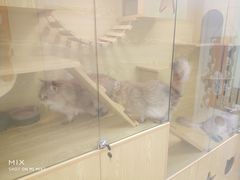 -猫十亿·布偶金渐层·曼基康矮脚猫舍(青年路店)