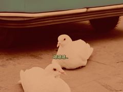 -南湖梦幻岛