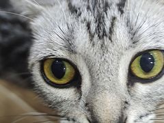 -李小姐の猫咖啡馆(五角场店)