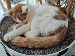 -平行世界·猫咖(首经贸店)
