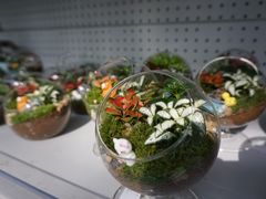 -上海鲜花港