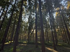 -黄海国家森林公园