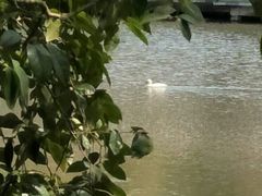 -西湖外事游船(花港观鱼码头)