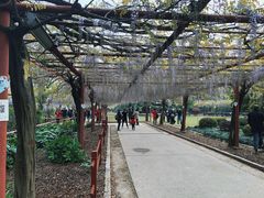 -嘉定紫藤园