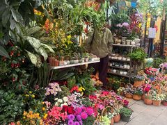 -溪岸路花鸟市场