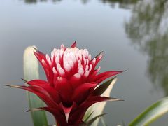 -上海鲜花港