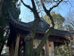 -香雪海
