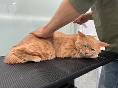 -爱洗澡的猫(望京店)