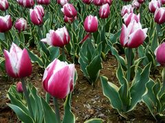 android_upload_pic-洛阳郁金香牡丹园