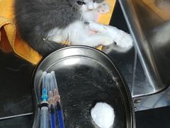 -睿金宠物医院·CT·肿瘤·骨外科