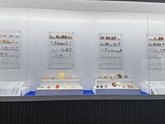 -贝壳王国博物馆