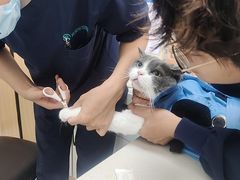 -瑞派长江宠物医院·猫科·外科·24小时夜护(谊城公寓分院)