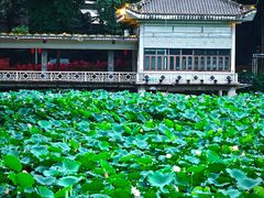 -荔湾湖公园