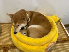 -柴迷FANS CLUB·柴犬狗咖·猫咖