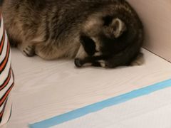 -浣熊柯尔鸭土拨鼠·电玩咖