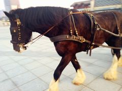 IMG_6067-东港音乐喷泉广场