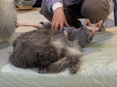 -平行世界·猫咖(首经贸店)