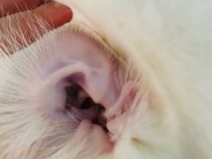 -momokira米努特·德文卷毛猫·棉花面纱犬