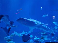 -烟台海昌鲸鲨海洋公园