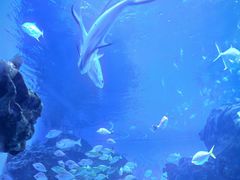 -海合安成都极地海洋公园