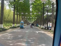 -黄海国家森林公园