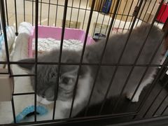 -1013 PET SHOP精品宠物商店(丁香店)