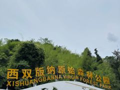 -西双版纳原始森林公园