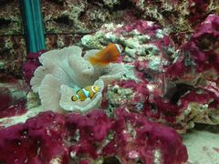 -北戴河圣蓝海洋公园