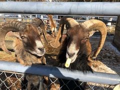 -长白岛森林公园