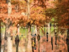 -白鹭湾湿地公园