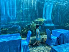 -海棠湾洲际-涛·海底餐厅·美人鱼·自助餐·海底隧道